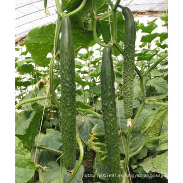 HCU02 Xuanbu de 28 a 35 cm de longitud, semillas de pepino chino OP en semillas de hortalizas